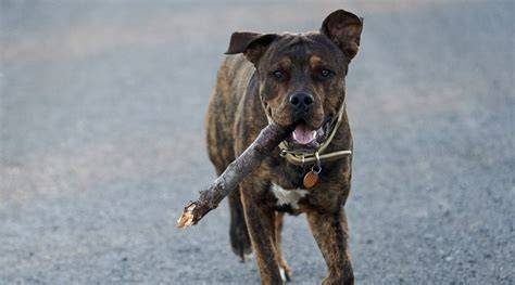 Pin by ren lewis on cute puppies Staffy dog, Rottweiler mix puppies