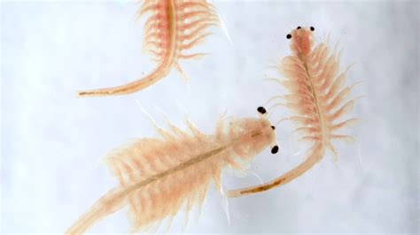 Brine Shrimp Conclusion
