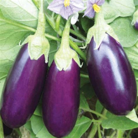 Brinjal