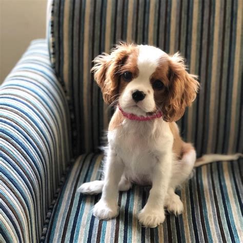 Brittany Spaniel Cavalier King Charles Mix