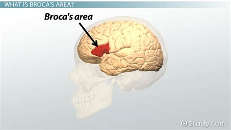 Unlocking the Secrets of Language: Discovering Broca's Area Definition and Its Crucial Role in Communication!