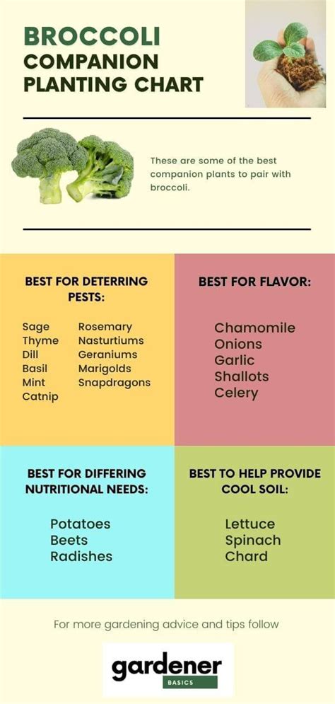 Broccoli Companion Plants: Tips For Successful Gardening In 2023