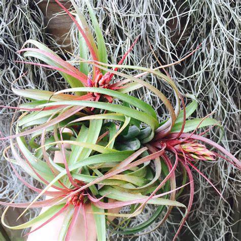 Bromeliad Air Plant