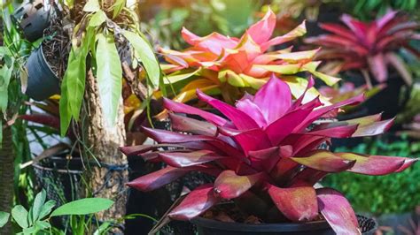 Bromeliad Air Purifying: The Ultimate Guide For A Healthy Home