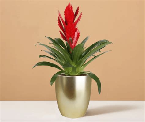 Bromeliad Plant Air Purifier: The Ultimate Solution For Clean Air