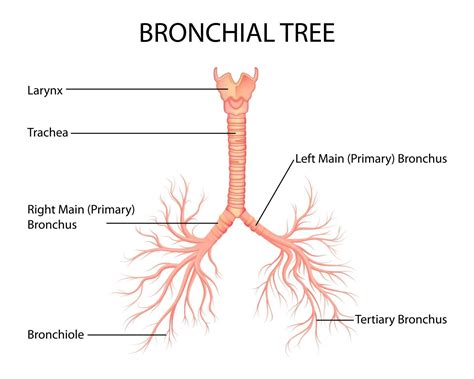 Bronchial Tree