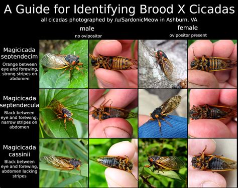 Brood X Periodical Cicadas