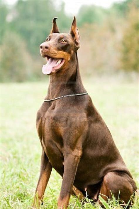 Brown And Tan Doberman: A Unique And Loving Breed