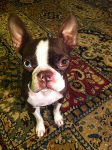 Brown Baby Boston Terriers: The Adorable Pups You Need To Know About In
2023!