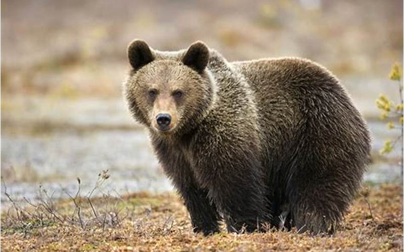 Brown Bear In The Wild