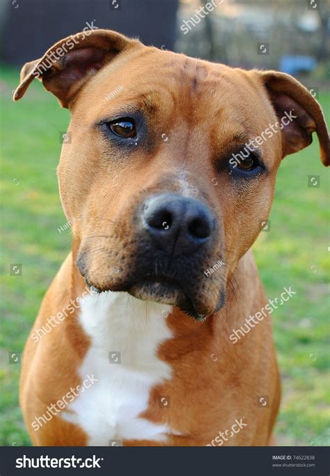 American Staffordshire Terriers Black and Brown Stock Photo Image of
