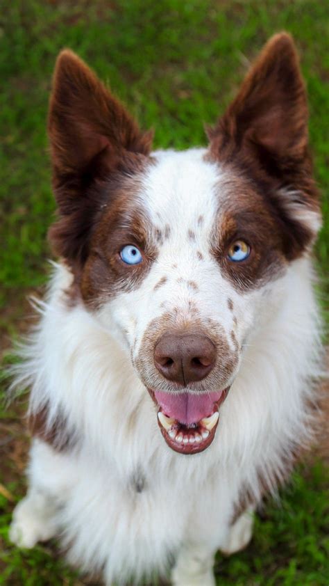 Image of Border collie with brown and blue eyes Austockphoto