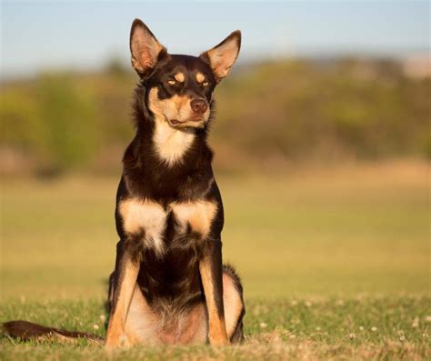 Brown Border Collie Kelpie Cross: A Unique And Intelligent Dog Breed