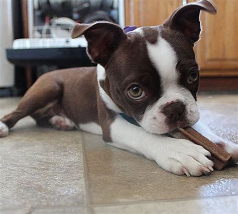 Brown Boston Terrier Price: Everything You Need To Know