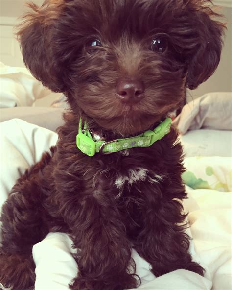 Brown Chocolate Maltese Puppy: The Sweetest Companion