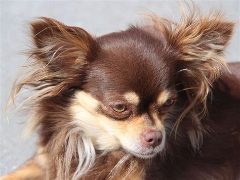 Brown Long Haired Teacup Chihuahua Bleumoonproductions