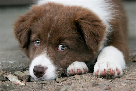 Brown Newborn Border Collie Puppy