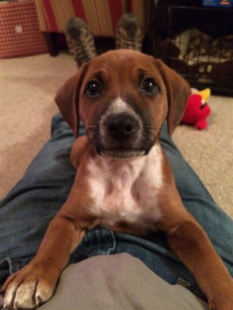 Brown Pitbull Beagle Mix Puppy: A Unique And Playful Companion