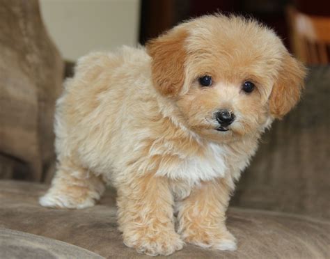Brown Teacup Maltipoo Full Grown Size: A Guide To Understanding This
Adorable Breed