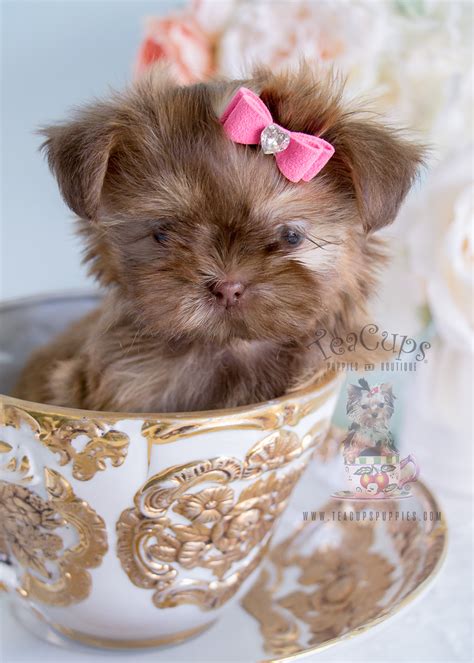 Brown Teacup Shih Tzu Puppies: The Adorable Canine Companion