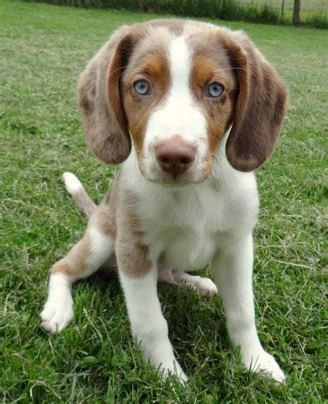 Brown Australian Shepherd Beagle Mix: A Unique And Lovable Breed