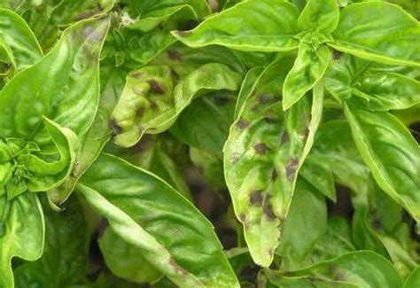 Brown Basil Leaves