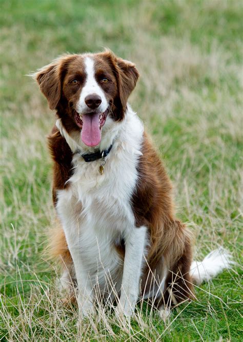 Sadie, a Border CollieSpringer Spaniel mix. A year and a half old