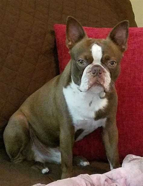 Brown Boston Terrier Price: Everything You Need To Know