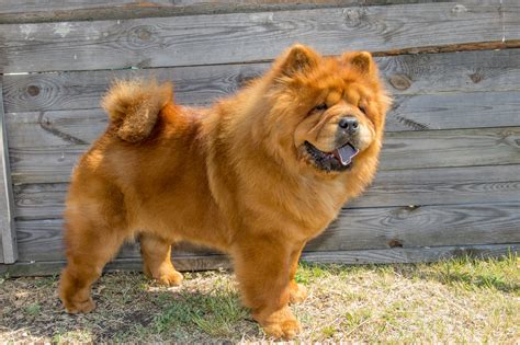 Brown Chow Chow Dog Is Sitting On Stone In Walls Background 4K 5K HD