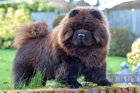 Chow Chow Brown Dog Is Sitting On Rock Stone In Blur Background 4K 5K