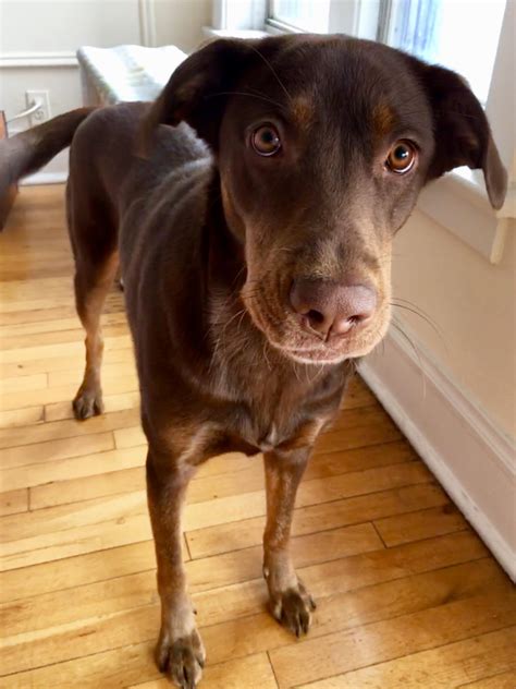Chocolate Lab Doberman Mix Puppies