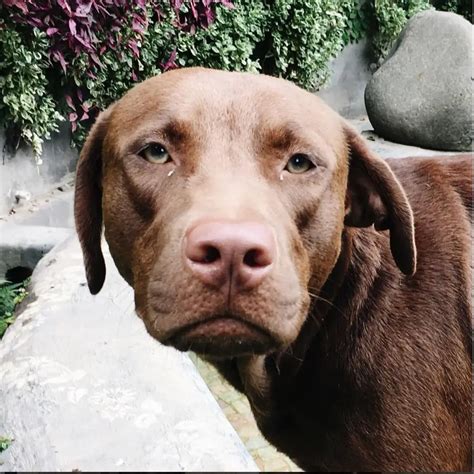 Brown Labrador Retriever Pitbull Mix: A Unique And Loving Companion