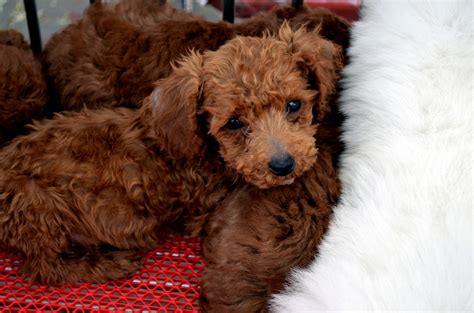 Brown Puppy