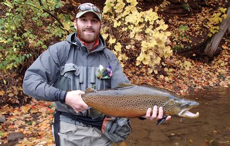 Brown Trout Oak Orchard Fishing