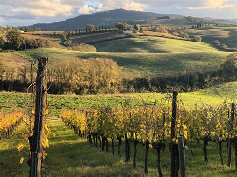 An Expert Review of Brunello Vineyard Tours with Tasting