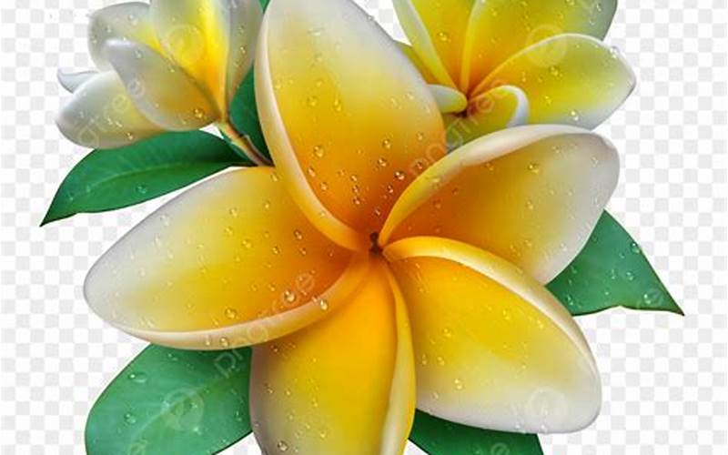 Brush Floral Dengan Motif Bunga Kamboja