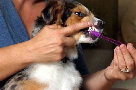 Brush Your Dog's Teeth Regularly