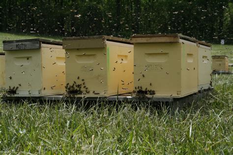 Brushy Mountain Bee Farm Out Of Business