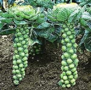 Jual Benih Sayuran Brussel Sprout 100 Benih Import Kab. Garut