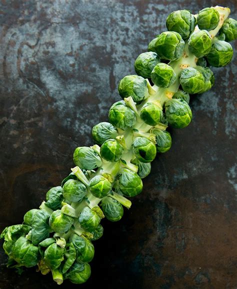 Brussels sprouts stalk