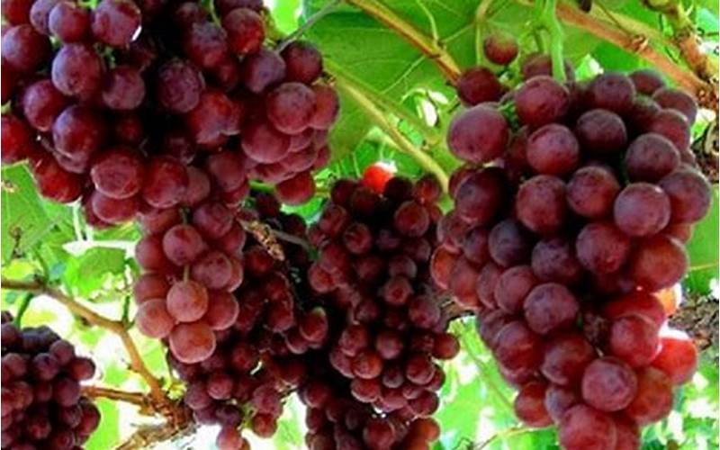 Buah Anggur Merah: Manfaat, Nutrisi, Dan Cara Konsumsi Yang Sehat