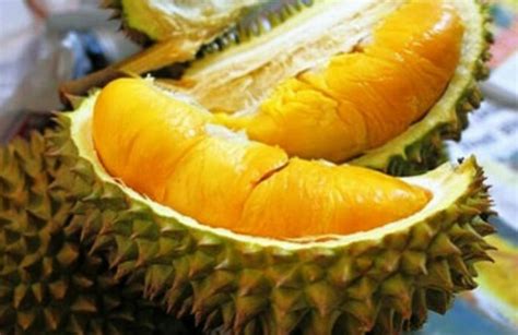 Buah Durian Berbisa
