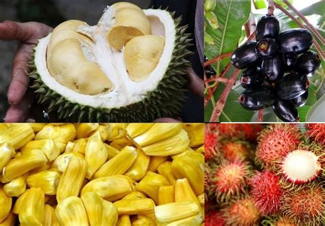 Buah-buahan Tropis di Musim Panas Indonesia
