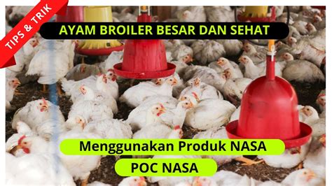 Buat Akun Aplikasi NASA untuk Ayam Broiler