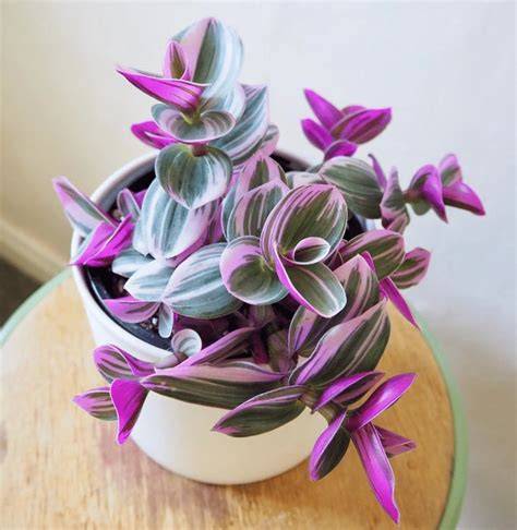 Bubblegum Plant