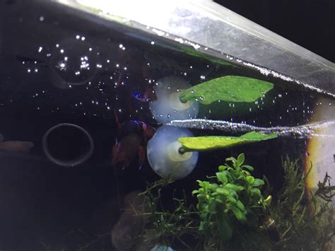 Bubbles In Betta Tank
