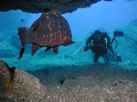 Buceo en Madeira