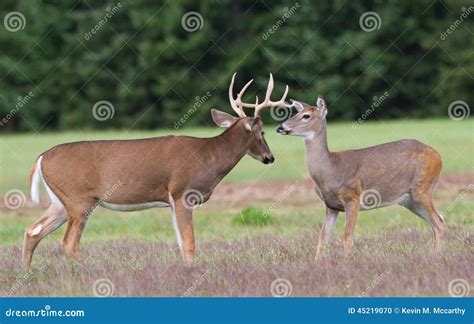 Best Free SVG Cut File