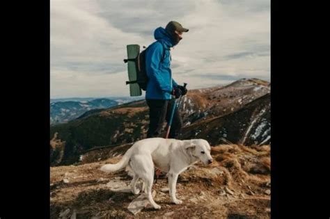 Buck: Pengenalan Anjing Pendaki Emas