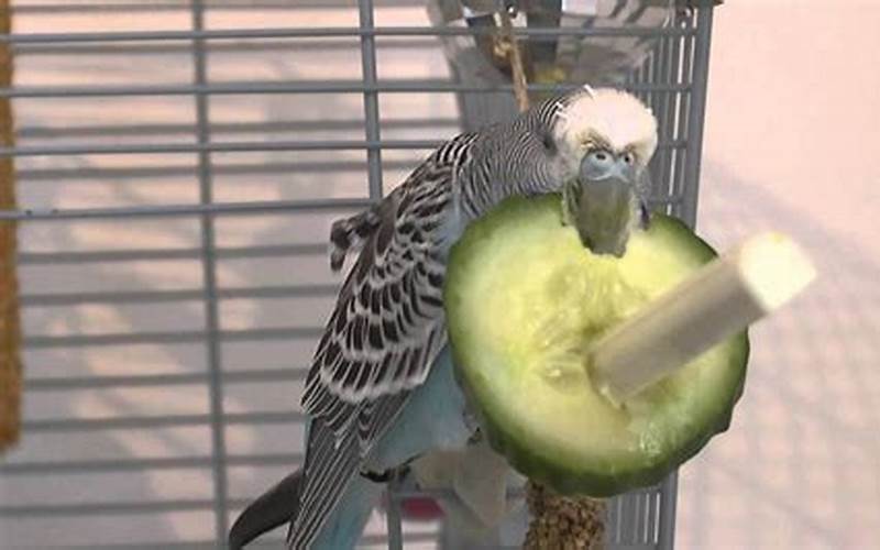Budgie Eating Cucumber